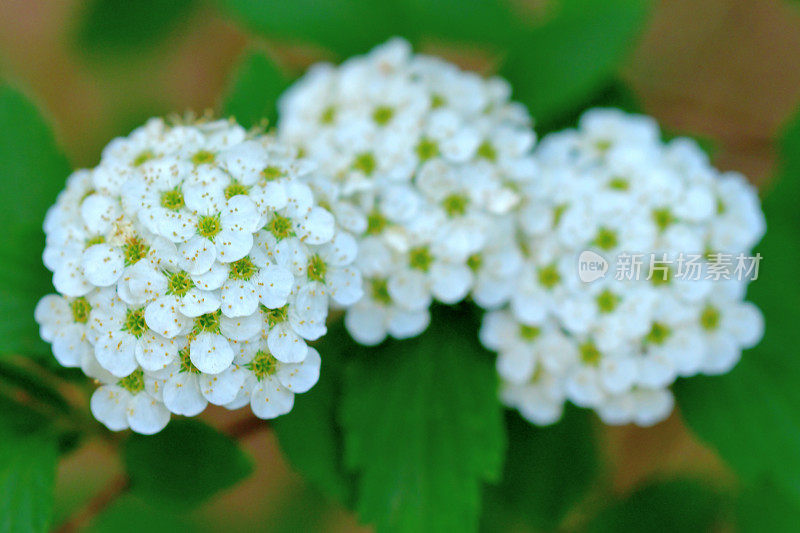 广州绣线菊/五月灌木/新娘花环绣线菊/里夫的绣线菊